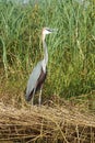 Heron, Lake Chamo, Ethiopia, Africa