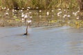 heron in the lake, Senegal