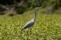 Heron on the Lakes