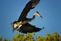 Heron lands on top of a tree Royalty Free Stock Photo