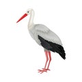 Heron with Long Beak as Warm-blooded Vertebrates or Aves Vector Illustration