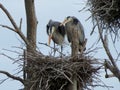 Heron Love