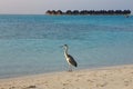 Heron on Maldives Royalty Free Stock Photo