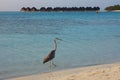 Heron on Maldives Royalty Free Stock Photo