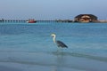 Heron on Maldives Royalty Free Stock Photo