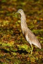 Heron from march. Heron from Asia. Indian Pond Heron, Ardeola grayii grayii, in the nature swamp habitat, Sri Lanka. Bird in the