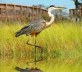 Heron in Marsh