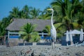 Heron in mexican beach Royalty Free Stock Photo