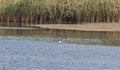 A heron in the middle of a lake