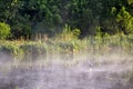 Heron on misty morning on the river Royalty Free Stock Photo