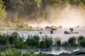 Heron on misty morning on the river. Royalty Free Stock Photo