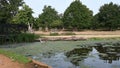 Heron moving through algae at Bushy Park ponds