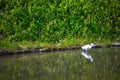 Heron at Koishikawa kourakuen park in Tokyo handheld Royalty Free Stock Photo