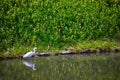 Heron at Koishikawa kourakuen park in Tokyo handheld Royalty Free Stock Photo