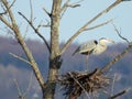 Great Blue Heron profile standing on nest