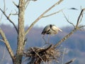 Great Blue Heron stamps down twigs at nest