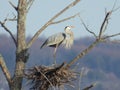 Great Blue Heron stands proudly on new spring nest