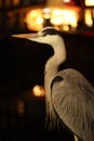 Heron at night next to canal Royalty Free Stock Photo