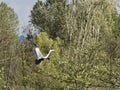 heron in oasi di porta lake in tuscany