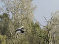 heron in oasi di porta lake in tuscany