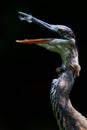 Heron with Open Beak