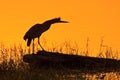 Heron and orange yellow sunset, bird silhouette. Evening sun, Rufescent Tiger-Heron, Tigrisoma lineatum, motteled bird with evenin