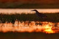 Heron and orange yellow sunset. Evening sun, Rufescent Tiger-Heron, Tigrisoma lineatum, motteled bird with evening back light, in