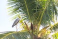 Heron on palm. Royalty Free Stock Photo