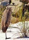 Heron Panama City Beach Florida Shell Island one legged