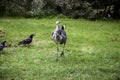 Heron in park Royalty Free Stock Photo