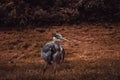Heron in park Royalty Free Stock Photo