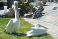 heron pelicans Royalty Free Stock Photo