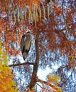 Heron perched on the tree Royalty Free Stock Photo