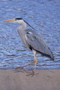 A heron photographed on the Exe River in Exeter, Devon Royalty Free Stock Photo