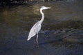 A heron Royalty Free Stock Photo