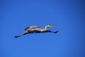 A heron Royalty Free Stock Photo