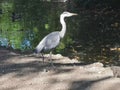 Heron at pondside Royalty Free Stock Photo