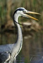 Heron Portrait