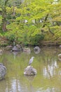 Heron posing on the pond at Maruyama Park, Kyoto, Japan Royalty Free Stock Photo