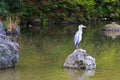 A heron posing on a stone above the pond during spring