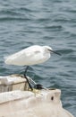 The gaze of a heron