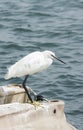 The gaze of a heron