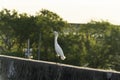 Heron at rest. White heron upon the cement. Royalty Free Stock Photo