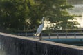 Heron at rest. White heron upon the cement.