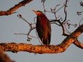 Heron on a tree in Baton Rouge, Louisiana