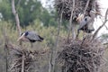 Heron Rookery Royalty Free Stock Photo