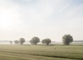 Heron and row of willows in dutch early morning country landscape near utrecht in holland Royalty Free Stock Photo