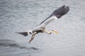 Heron just after taking off from the sea Royalty Free Stock Photo