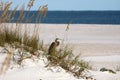 Heron on sandune Royalty Free Stock Photo