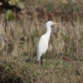 The heron walking and watching the farm, hunting for insects